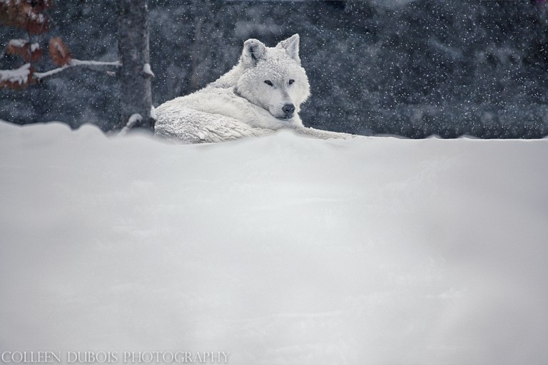 dubois_130223.130223-2