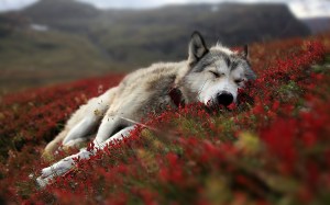 resting-lone-wolf-cute-animal_00149640