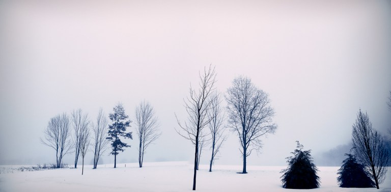 treesinwinter_140105.140105