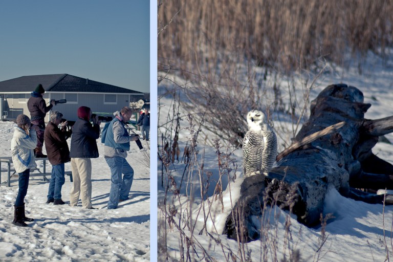 snowy owl nh_140221.8422