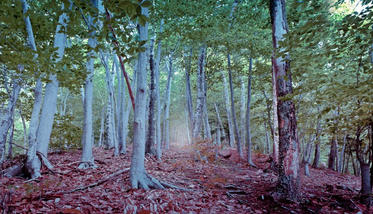 colleen.dubois_140526.140526