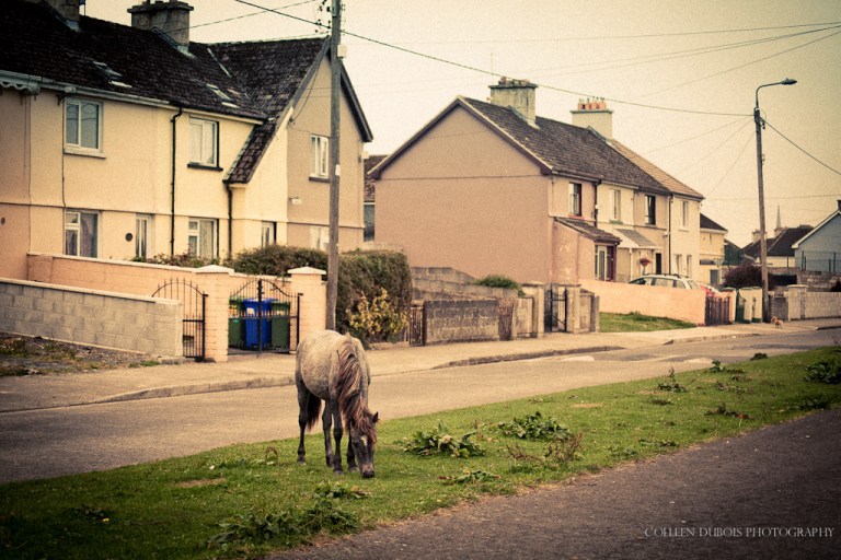 Limerick Ponies, Ireland