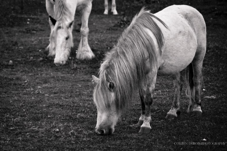 Limerick Ireland Ponies