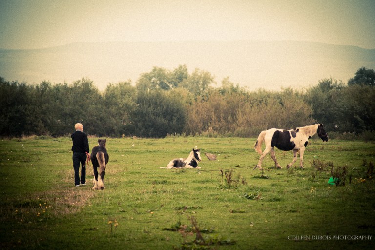 Limerick Ponies Ireland