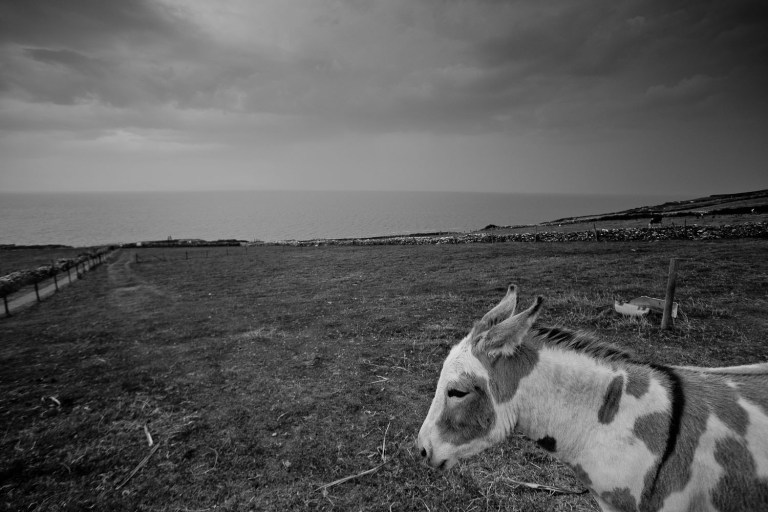 donkey in Ireland dingle peninsula, black and white