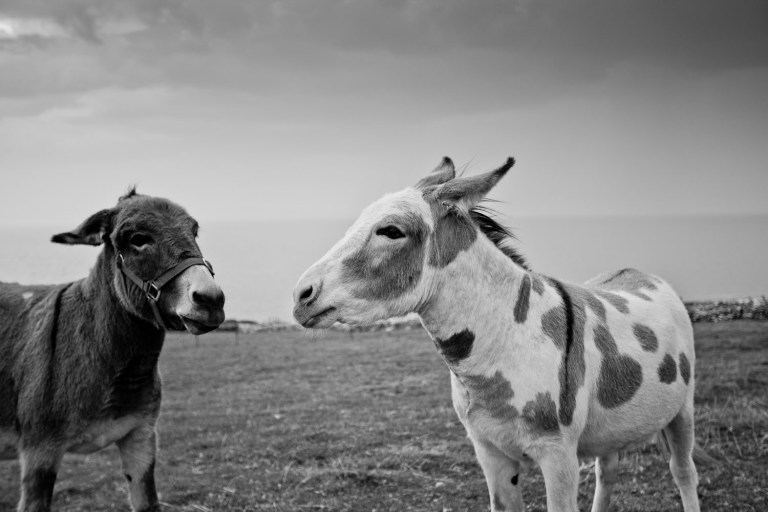 donkeys in Ireland on the way to Dingle Peninsula