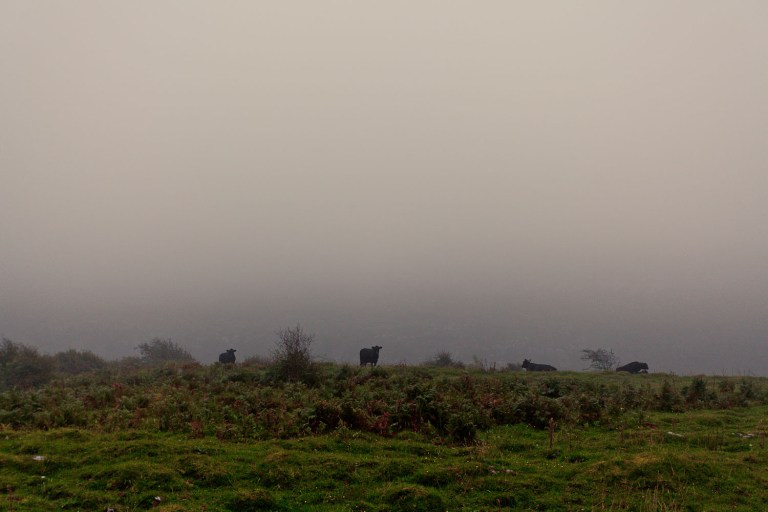 Cows in The Burren in Ireland