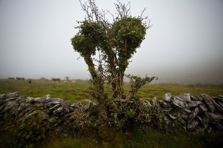 The Burren in Ireland in the fog