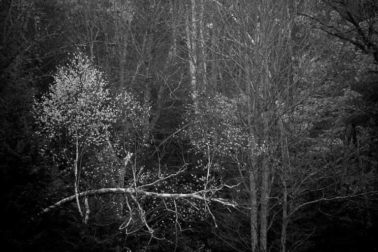 birch tree on long pond in lempster new hampshire