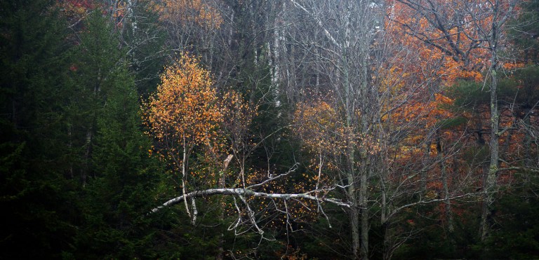 birch tree on long pond in lempster new hampshire