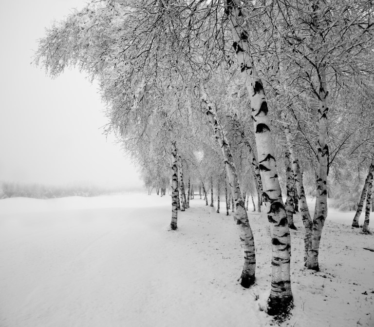 Birch Trees in Snow