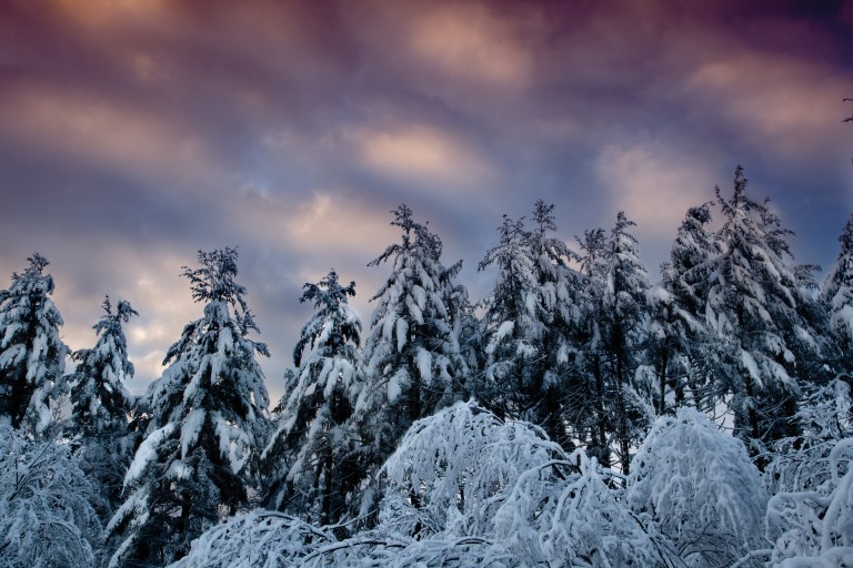 Pines Trees in snow at sunrise