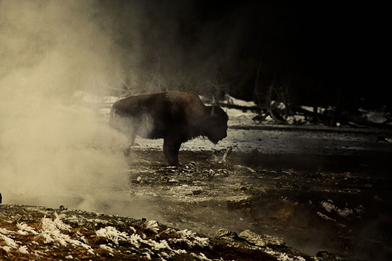Bison in the mist