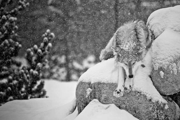 Wolf in west yellowstone