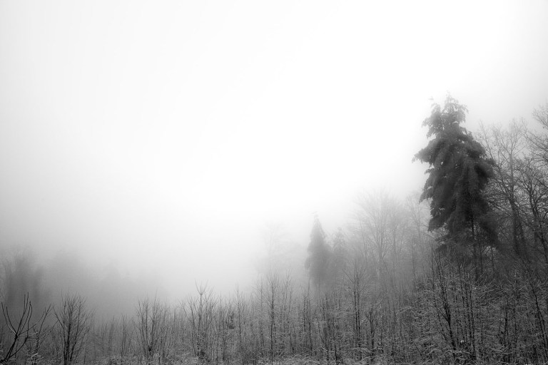 foggy photos of trees in the winter, pine trees in fog