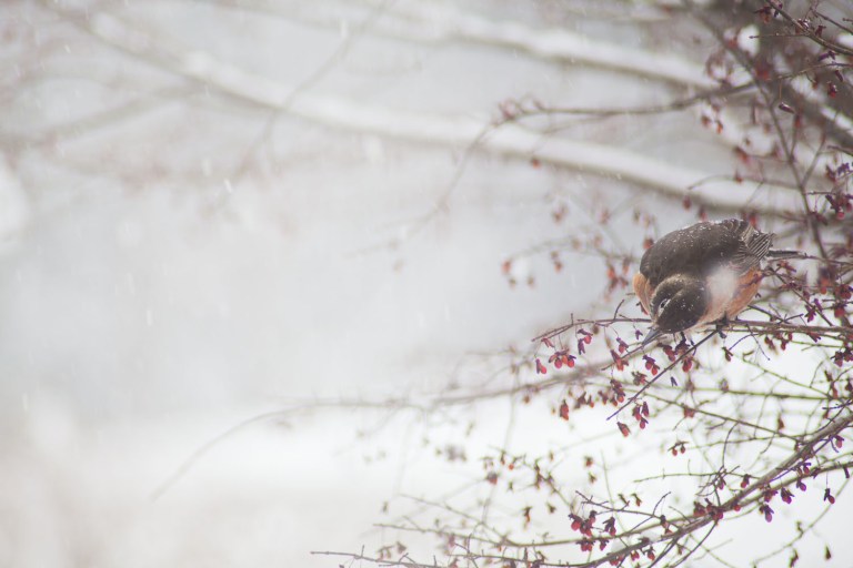 Robin photos, bird photography