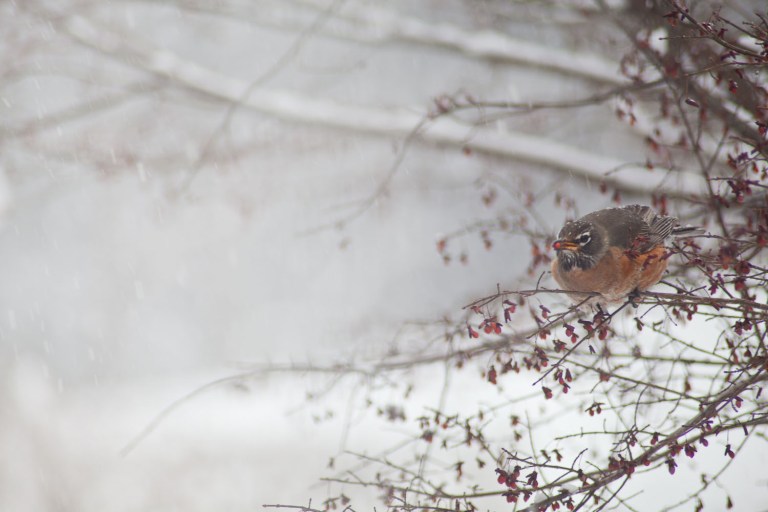 robin photos, bird photography