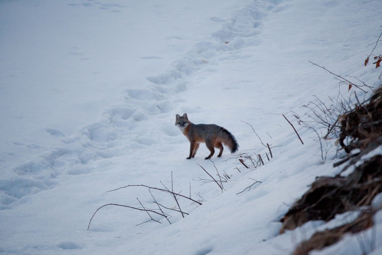 grey fox in the winter in New Hampshire