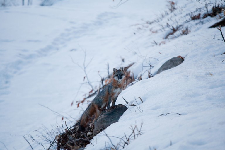 Grey fox in new hampshire, grey fox photo