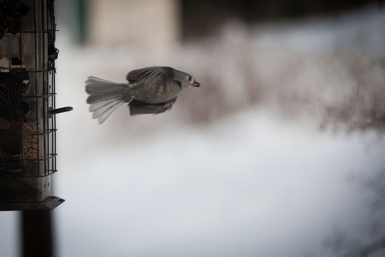 birds in flight, bird photography