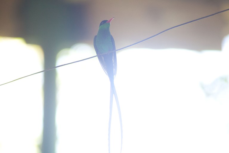 Jamaican green hummingbirds
