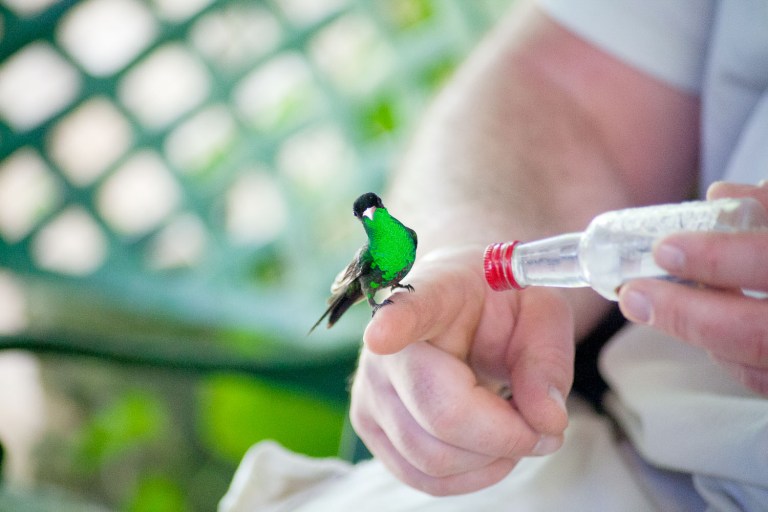 jamaican green hummingbirds