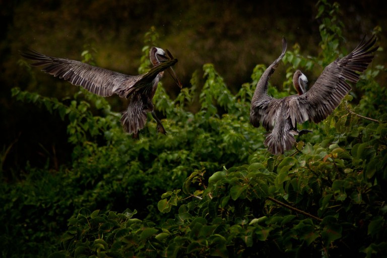 Brown Pelicans in Jamaica