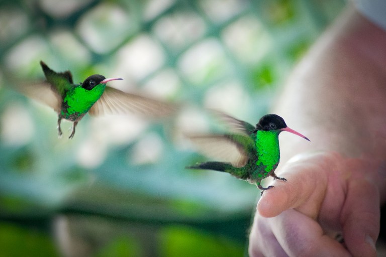 Jamaica green hummingbirds