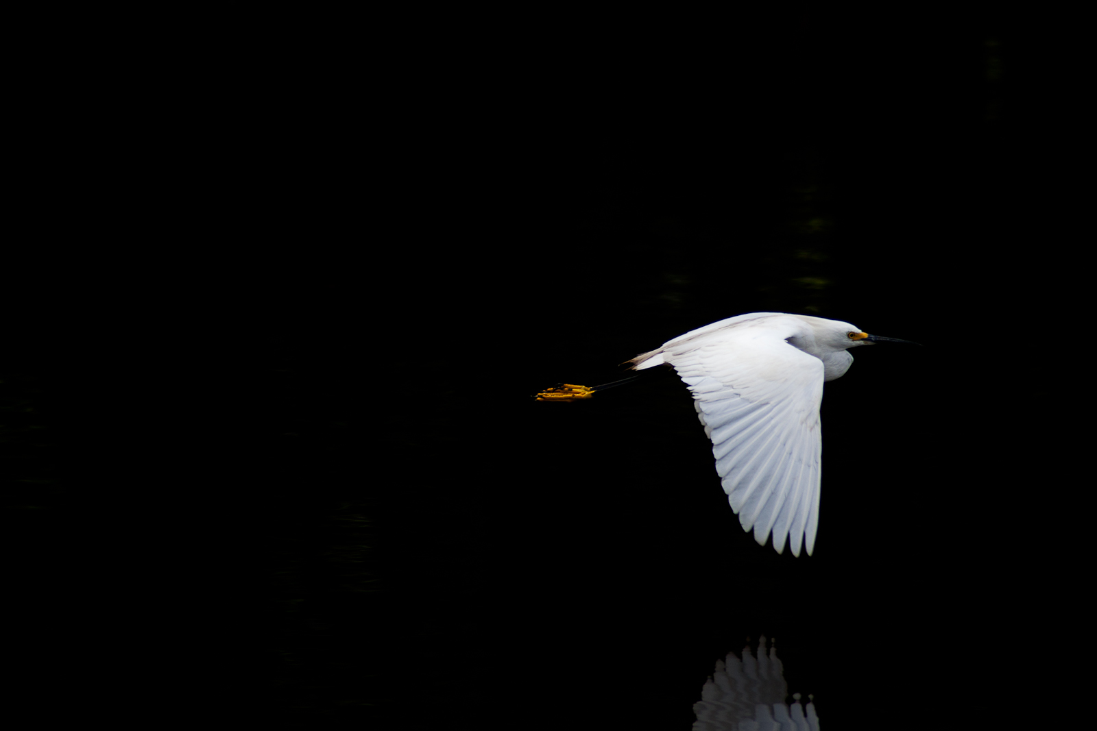 Fine art bird photography