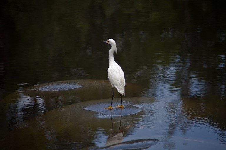 snowy egret standing on a mantee in florida