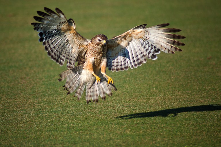 Cooper hawk in flight