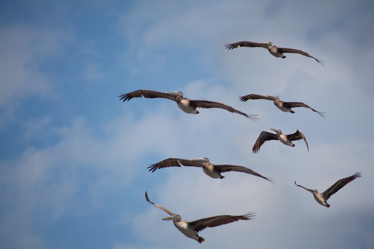 Brown Pelicans in Fligh