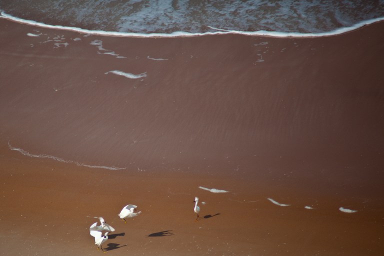 snowy egrets on ormond beach florida