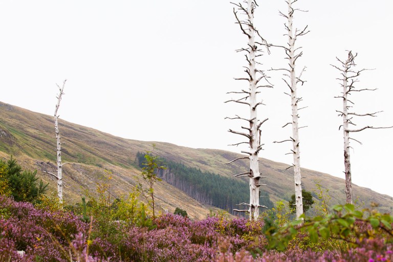 Birch trees in Scotland