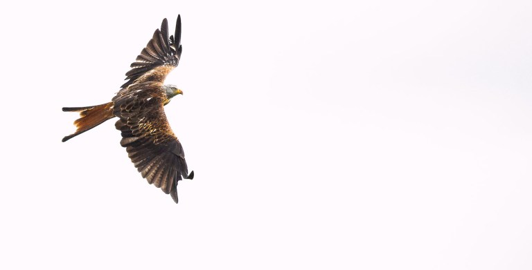 Red Kite in flight