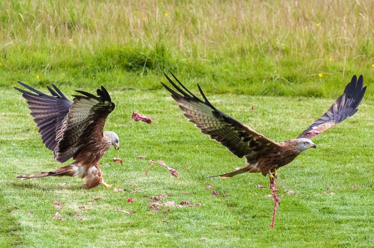 red kites feeding on venison