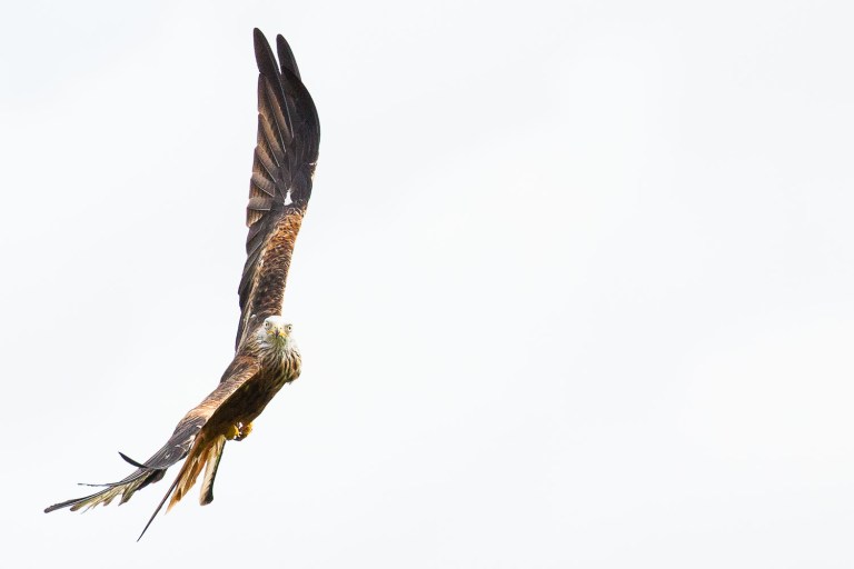 Red Kite flying in Scotland