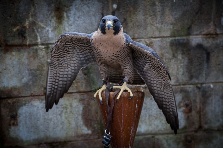 peregrine flacon