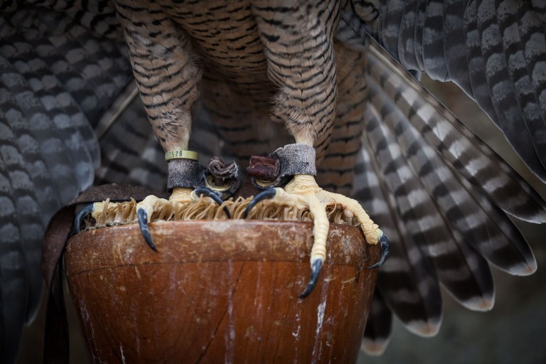 peregrin falcon talons