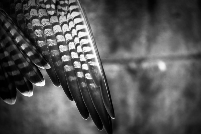 peregrine falcon feathers