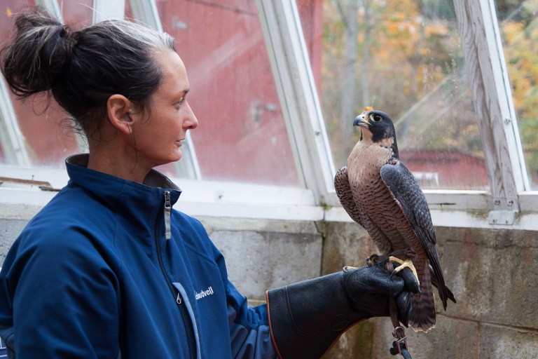 Peregrine falcon used for falconry