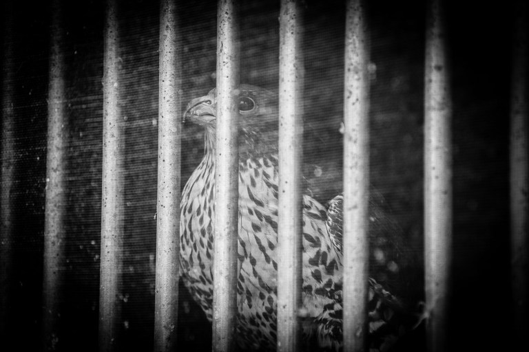 peregrine falcon behind bars