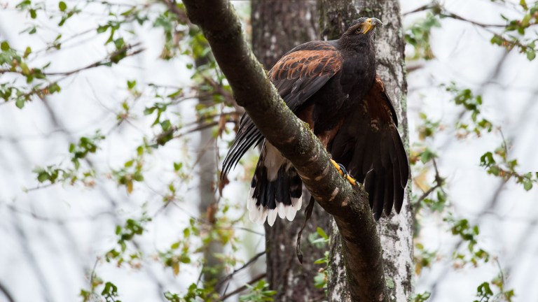 harris hawk waiting