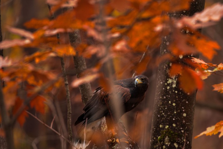harris hawk