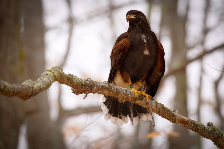 harris hawk in the woods