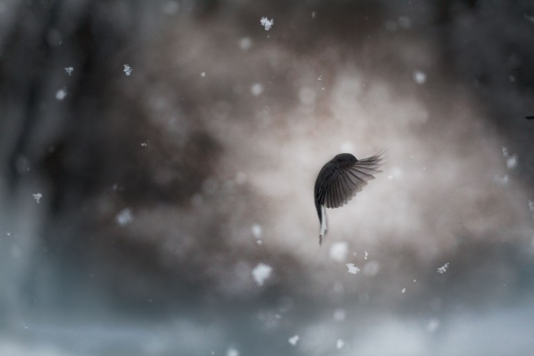 bird in flight dark eyed junco fine art photography