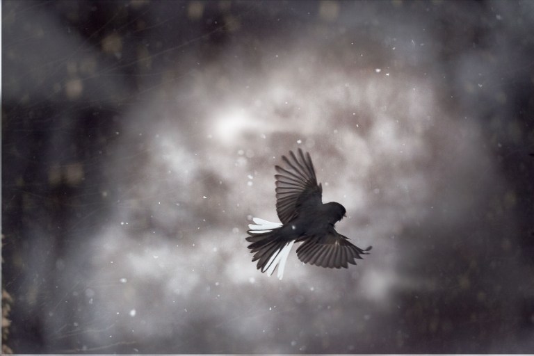 bird photography in flight in the snow