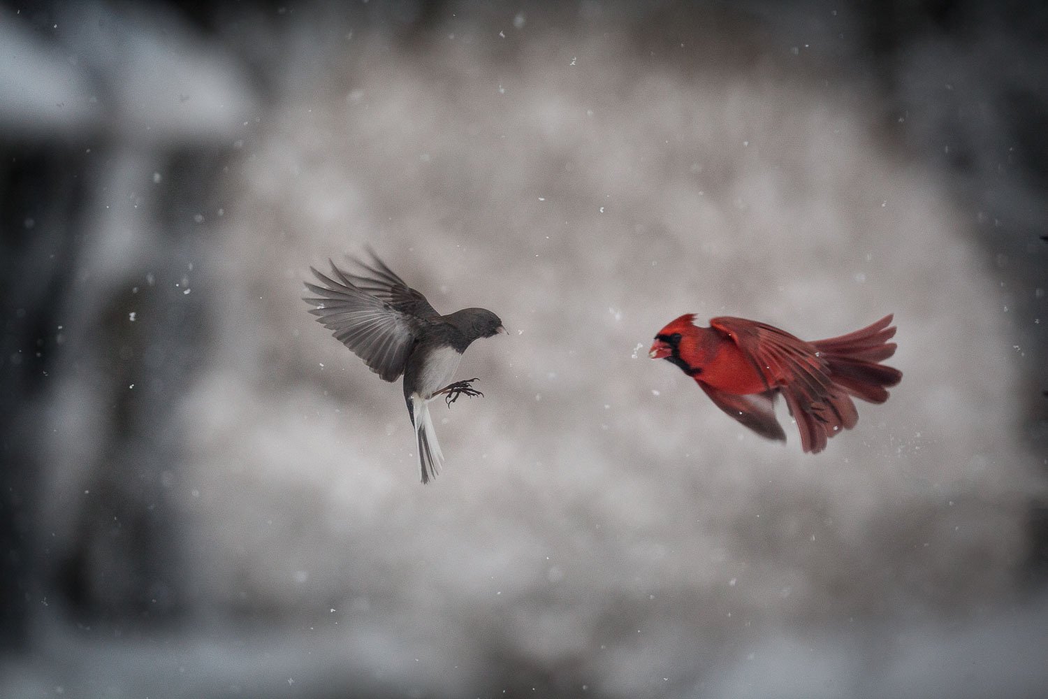 a red cardinal in flight in snow