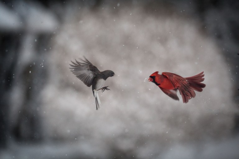 a red cardinal in flight in snow