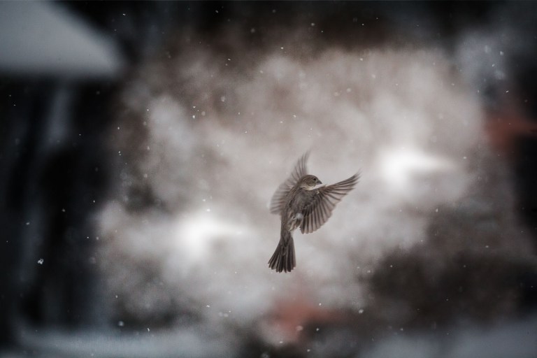 bird photography finch in flight in the snow